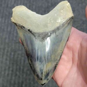 Fossil Indonesian Megalodon Teeth-INDO10