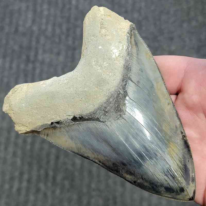 Fossil Indonesian Megalodon Teeth-INDO10 - Image 2