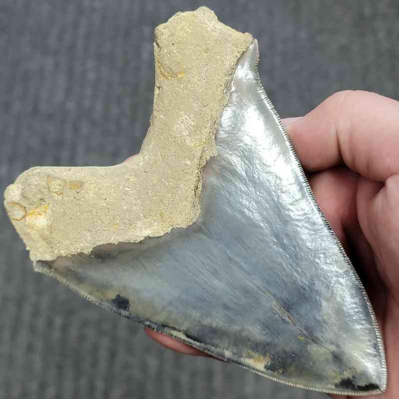 Fossil Indonesian Megalodon Teeth-INDO10 - Image 3
