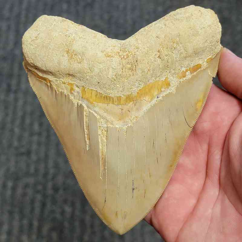 Fossil Indonesian Megalodon Teeth-INDO11