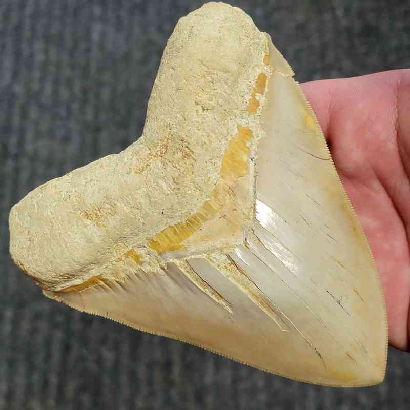 Fossil Indonesian Megalodon Teeth-INDO11 - Image 2