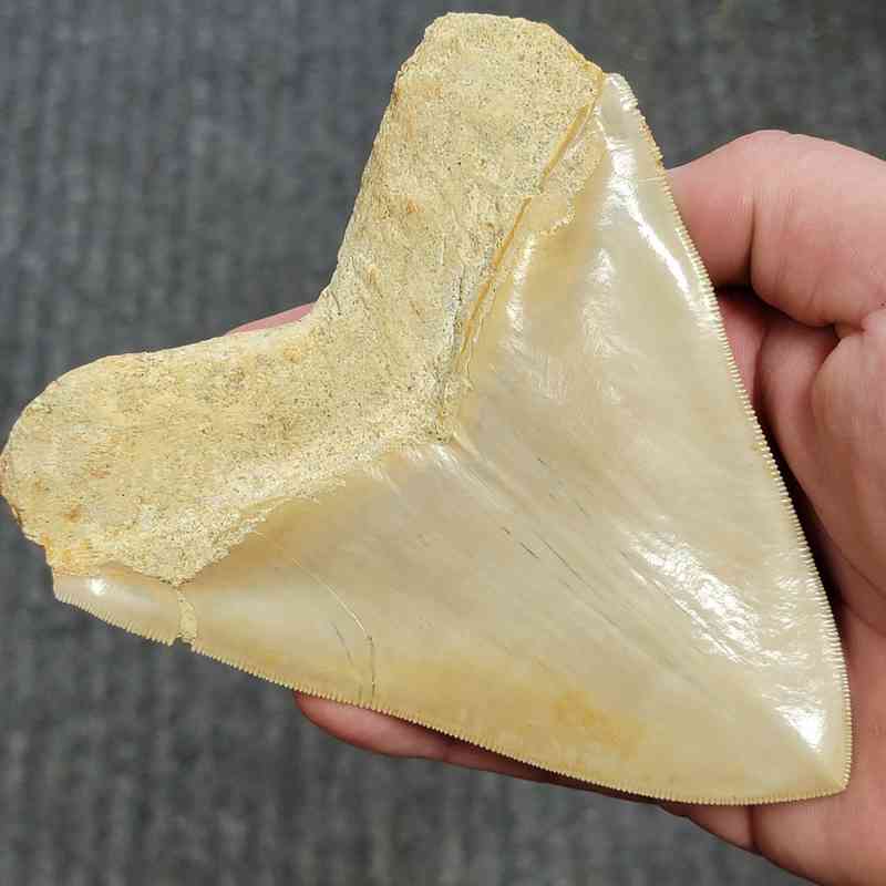 Fossil Indonesian Megalodon Teeth-INDO11 - Image 3