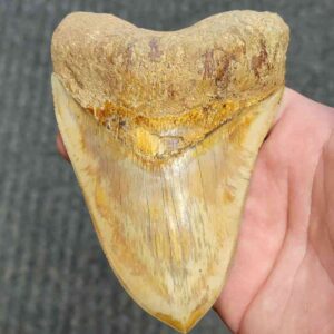 Fossil Indonesian Megalodon Teeth-INDO12