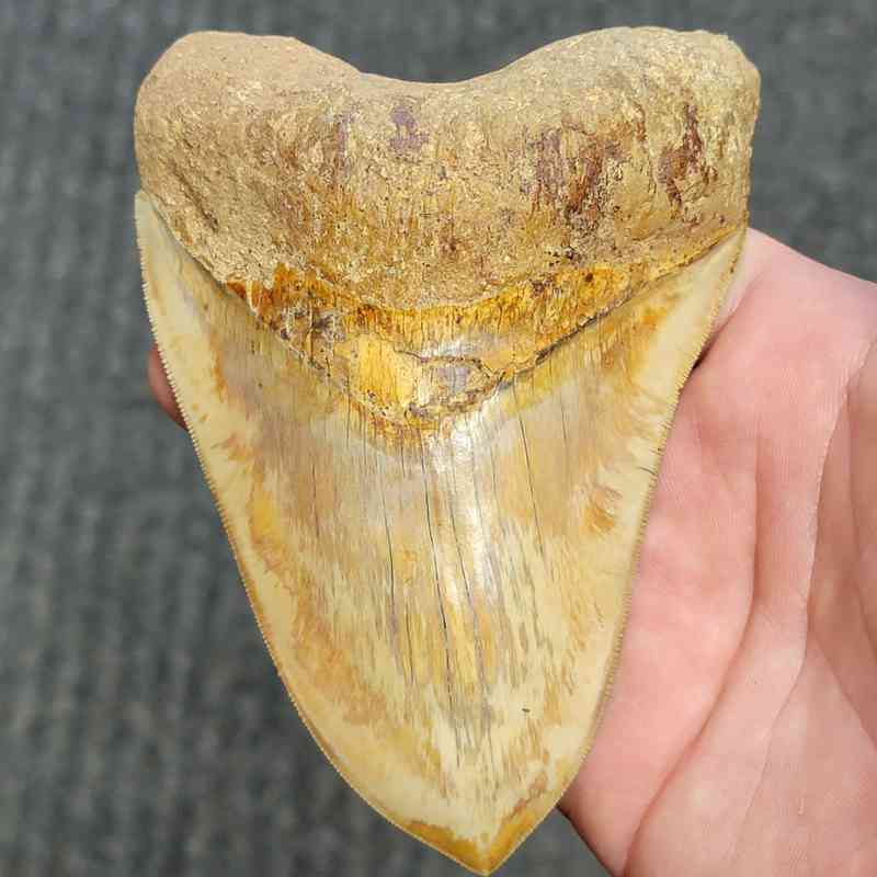 Fossil Indonesian Megalodon Teeth-INDO12