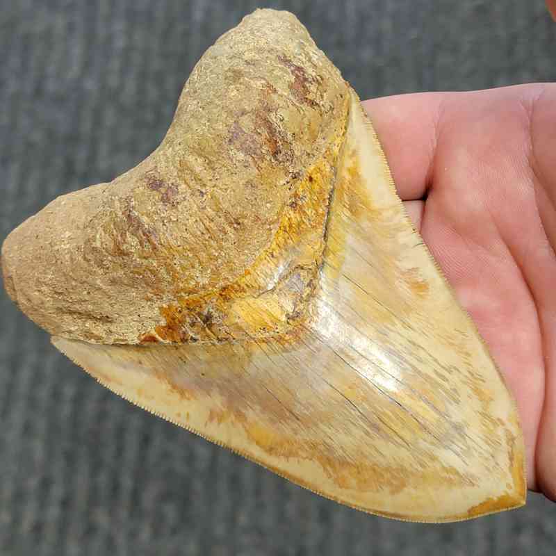 Fossil Indonesian Megalodon Teeth-INDO12 - Image 2