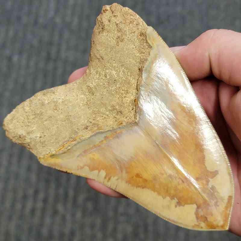 Fossil Indonesian Megalodon Teeth-INDO12 - Image 3