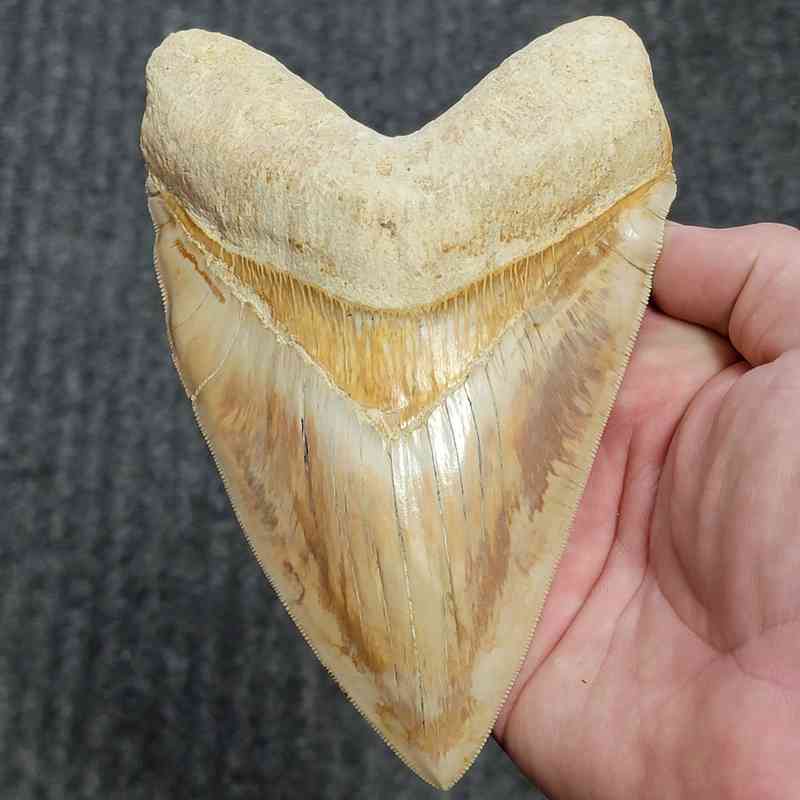 Fossil Indonesian Megalodon Teeth-INDO13