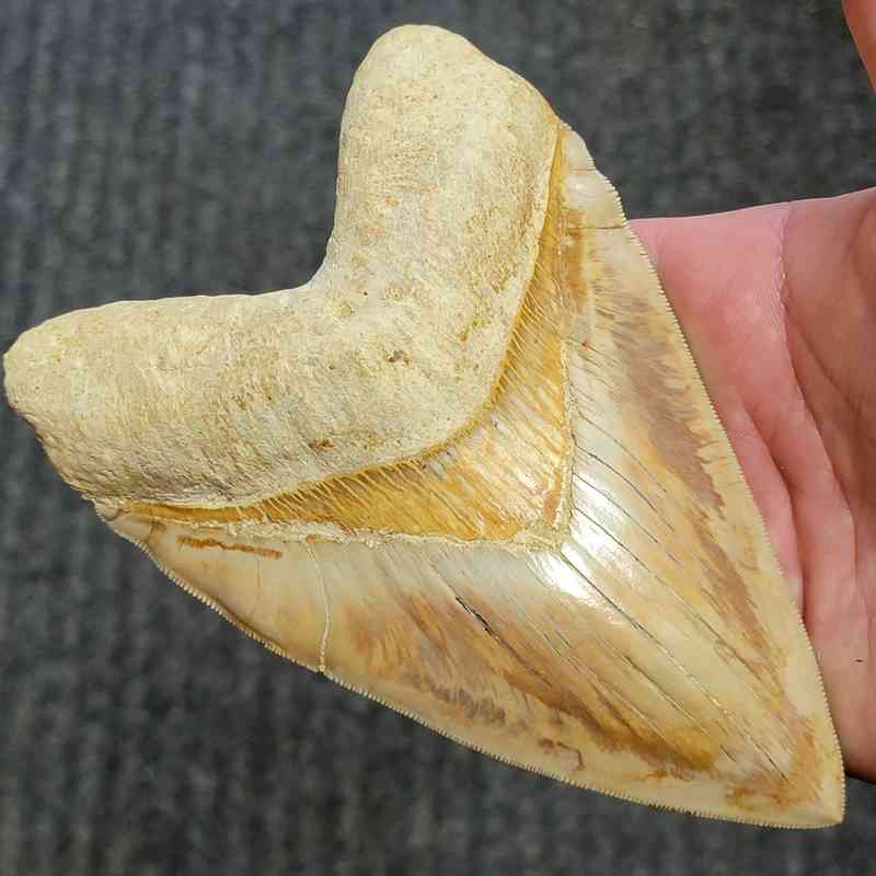 Fossil Indonesian Megalodon Teeth-INDO13 - Image 2