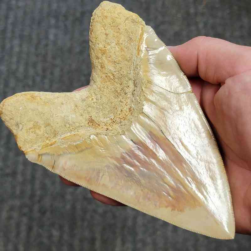 Fossil Indonesian Megalodon Teeth-INDO13 - Image 3
