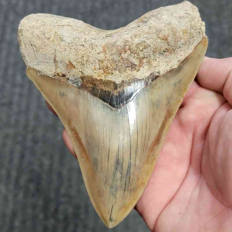 Fossil Indonesian Megalodon Teeth-INDO14