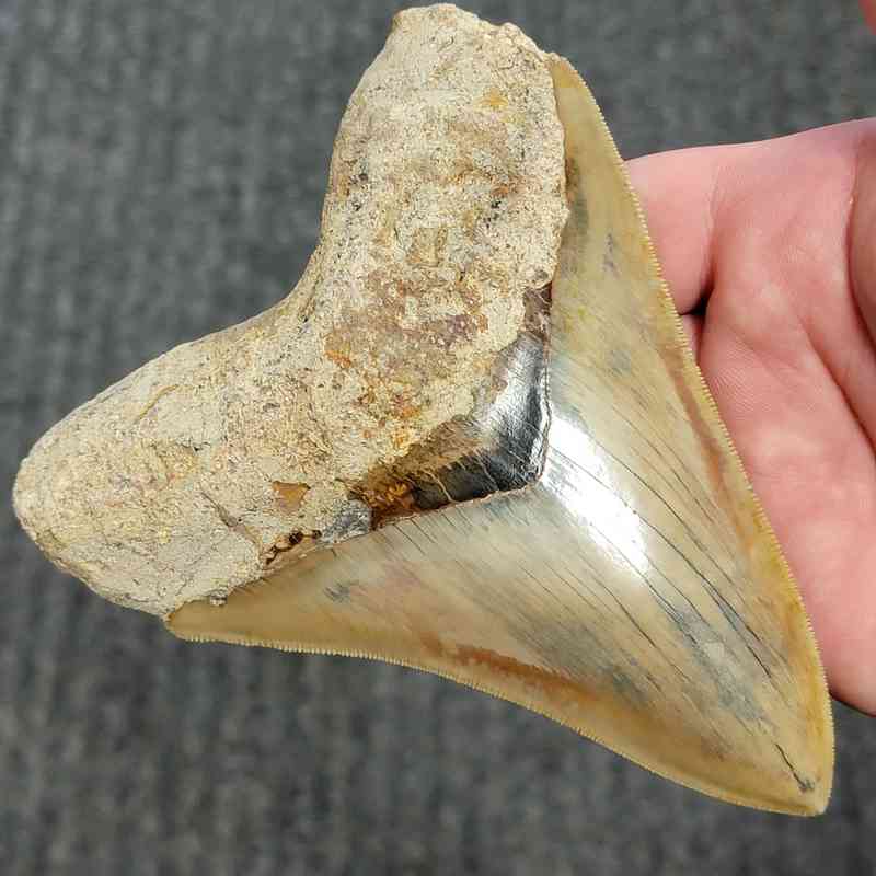 Fossil Indonesian Megalodon Teeth-INDO14 - Image 2