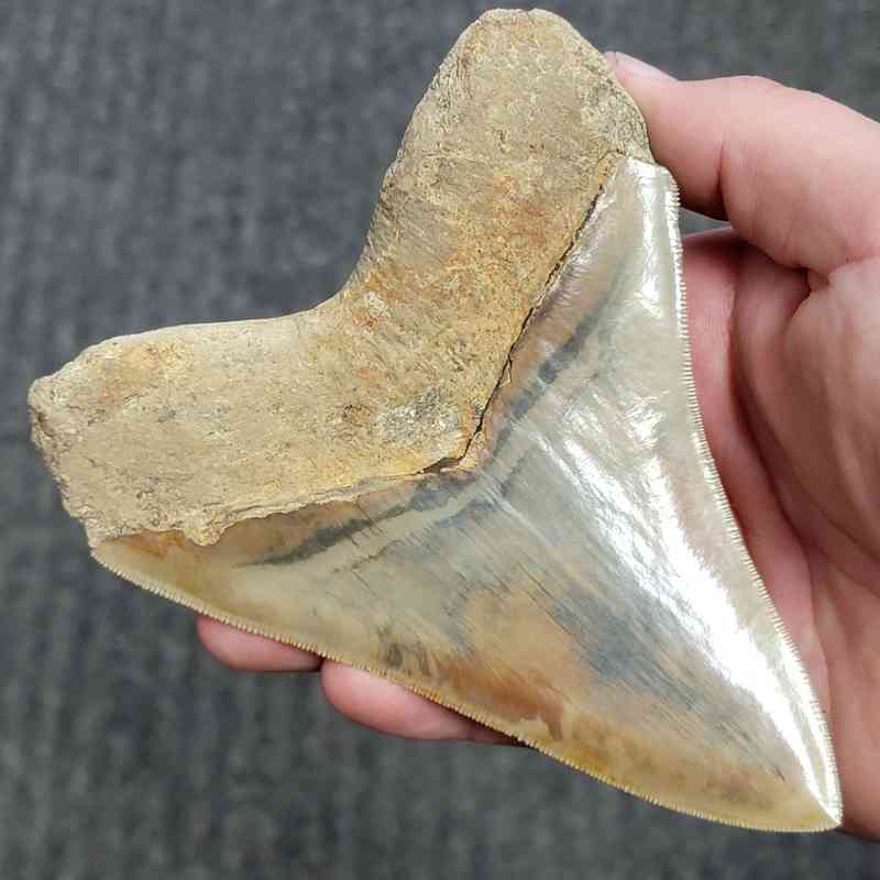 Fossil Indonesian Megalodon Teeth-INDO14 - Image 3