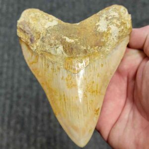 Fossil Indonesian Megalodon Teeth-INDO15