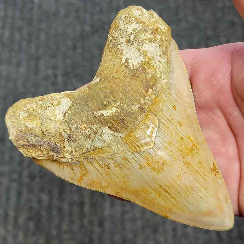 Fossil Indonesian Megalodon Teeth-INDO15 - Image 2