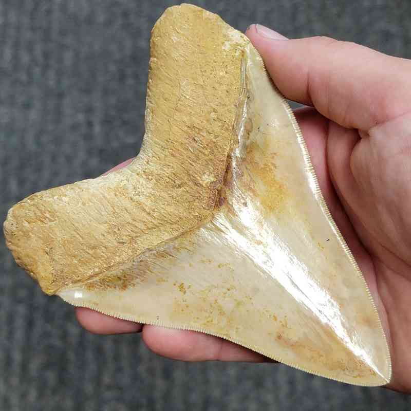 Fossil Indonesian Megalodon Teeth-INDO15 - Image 3