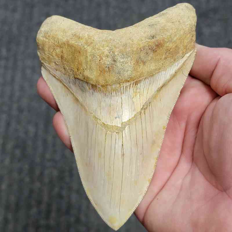 Fossil Indonesian Megalodon Teeth-INDO16