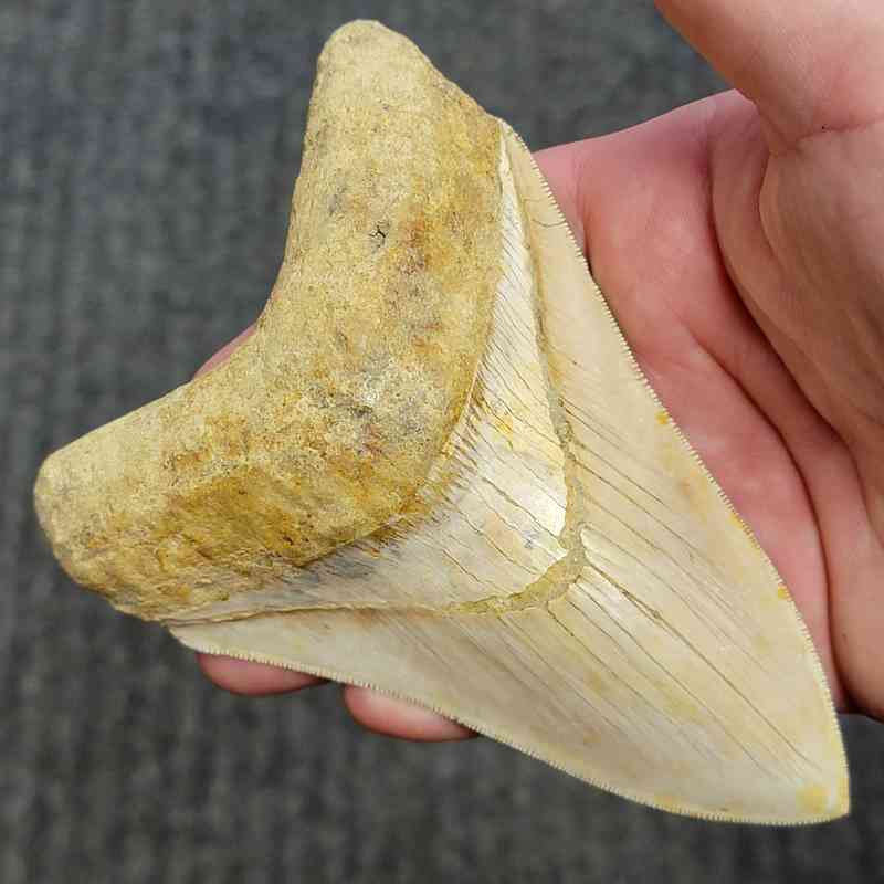 Fossil Indonesian Megalodon Teeth-INDO16 - Image 2
