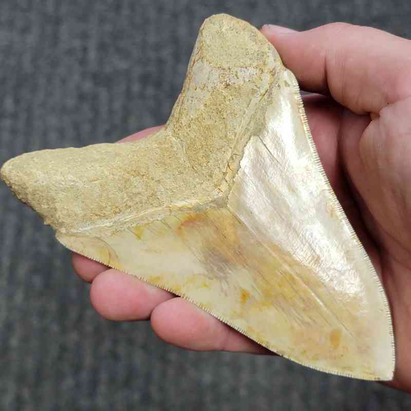 Fossil Indonesian Megalodon Teeth-INDO16 - Image 3