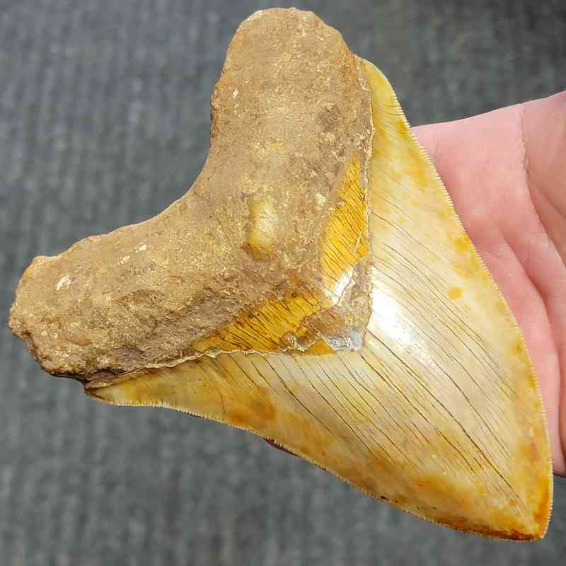 Fossil Indonesian Megalodon Teeth-INDO1 - Image 2