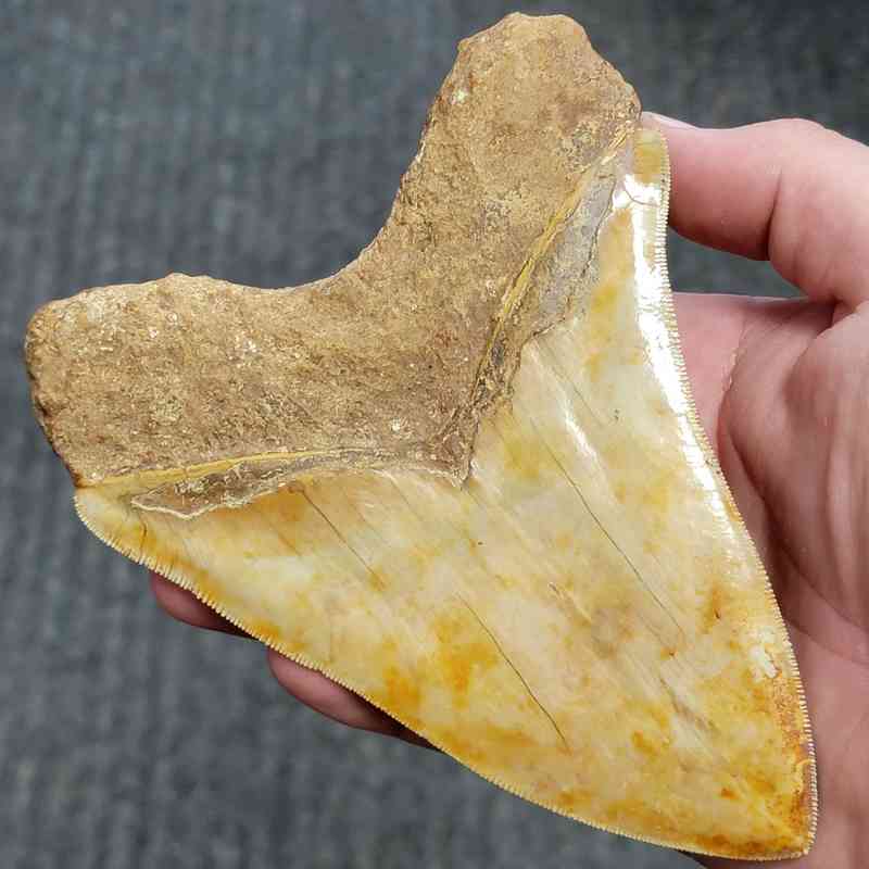 Fossil Indonesian Megalodon Teeth-INDO1 - Image 3
