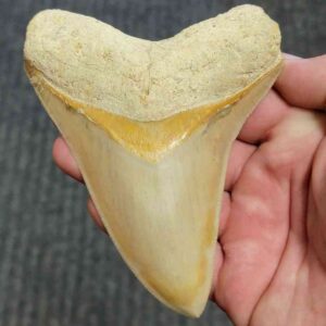 Fossil Indonesian Megalodon Teeth-INDO2