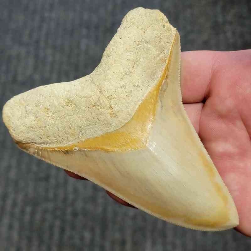 Fossil Indonesian Megalodon Teeth-INDO2 - Image 2