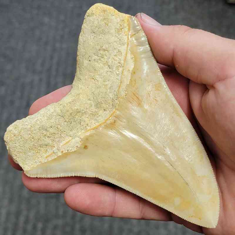 Fossil Indonesian Megalodon Teeth-INDO2 - Image 3