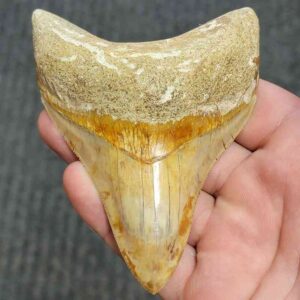 Fossil Indonesian Megalodon Teeth-INDO3