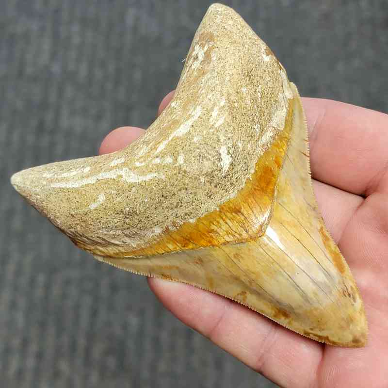 Fossil Indonesian Megalodon Teeth-INDO3 - Image 2