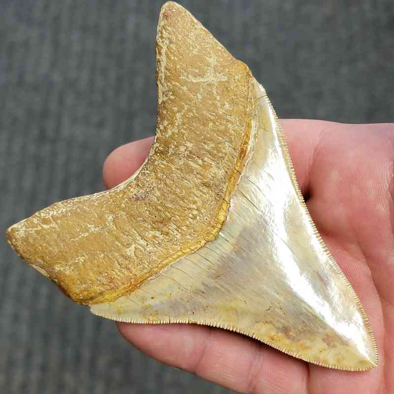 Fossil Indonesian Megalodon Teeth-INDO3 - Image 3