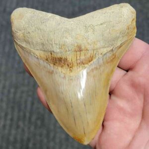 Fossil Indonesian Megalodon Teeth-INDO4