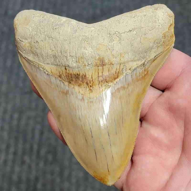 Fossil Indonesian Megalodon Teeth-INDO4