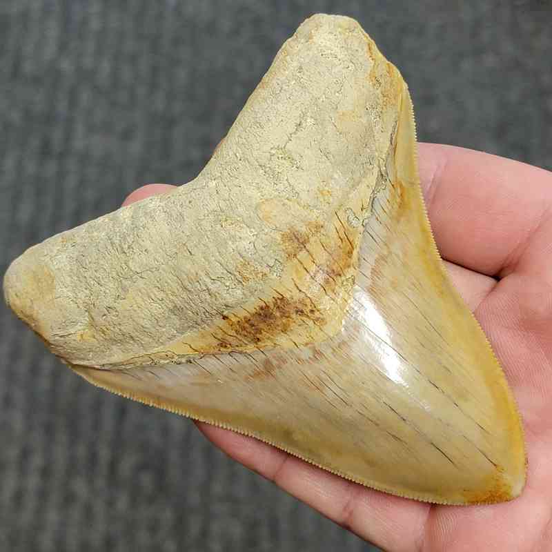 Fossil Indonesian Megalodon Teeth-INDO4 - Image 2