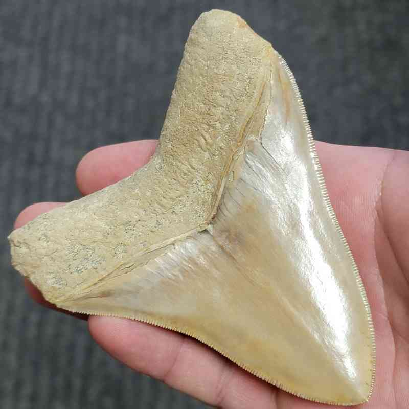 Fossil Indonesian Megalodon Teeth-INDO4 - Image 3