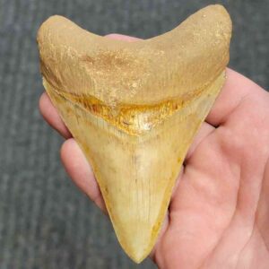 Fossil Indonesian Megalodon Teeth-INDO5