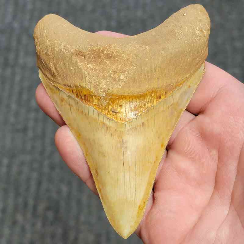 Fossil Indonesian Megalodon Teeth-INDO5