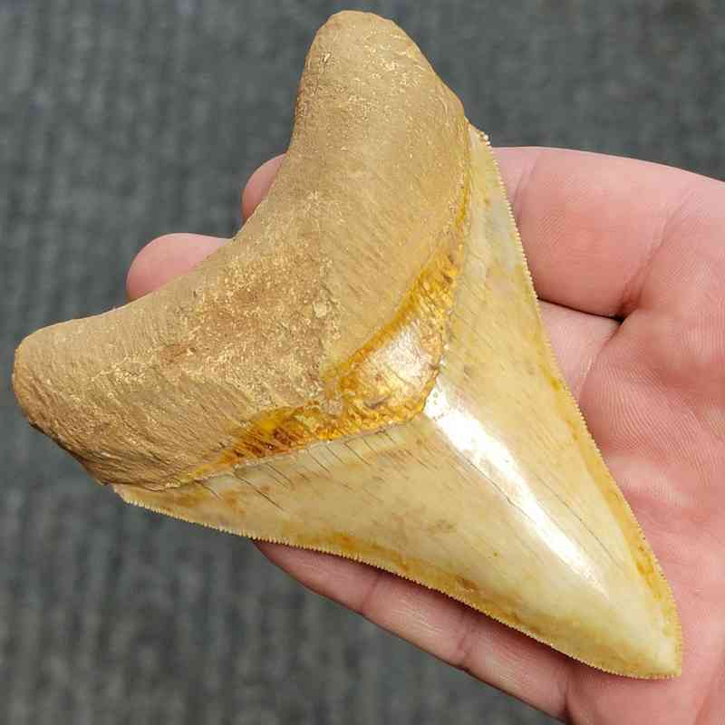 Fossil Indonesian Megalodon Teeth-INDO5 - Image 2
