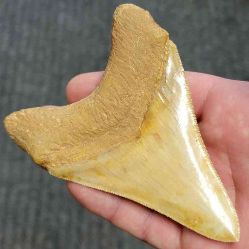 Fossil Indonesian Megalodon Teeth-INDO5 - Image 3