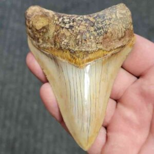 Fossil Indonesian Megalodon Teeth-INDO6