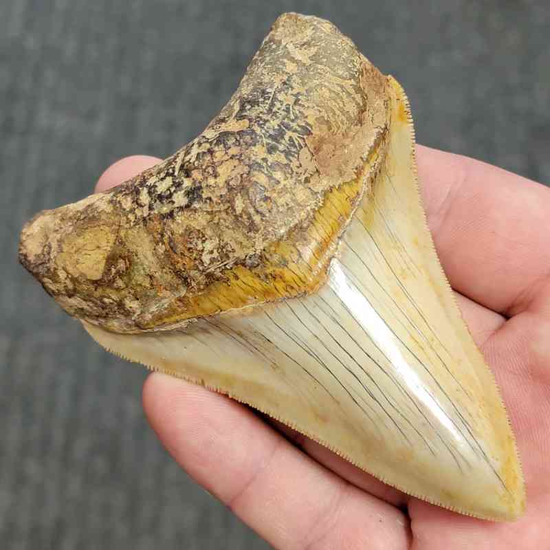 Fossil Indonesian Megalodon Teeth-INDO6 - Image 2