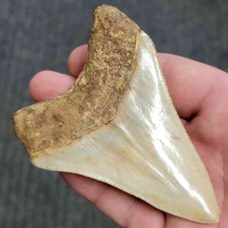 Fossil Indonesian Megalodon Teeth-INDO6 - Image 3