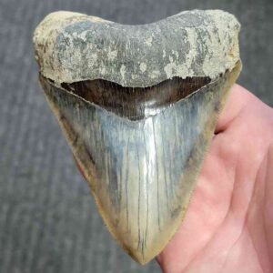 Fossil Indonesian Megalodon Teeth-INDO7