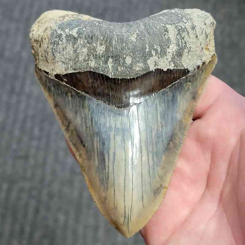 Fossil Indonesian Megalodon Teeth-INDO7