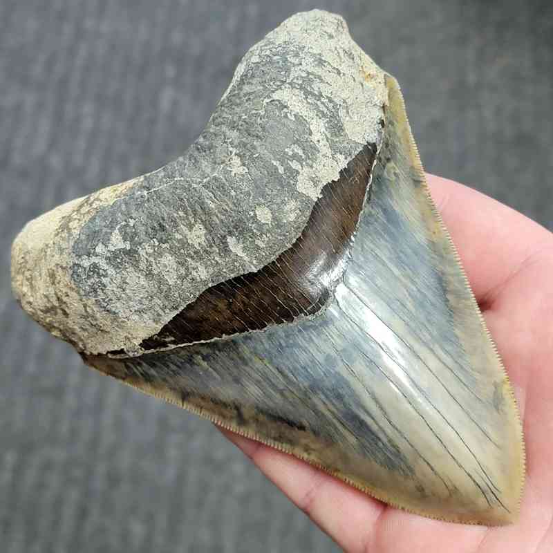Fossil Indonesian Megalodon Teeth-INDO7 - Image 2