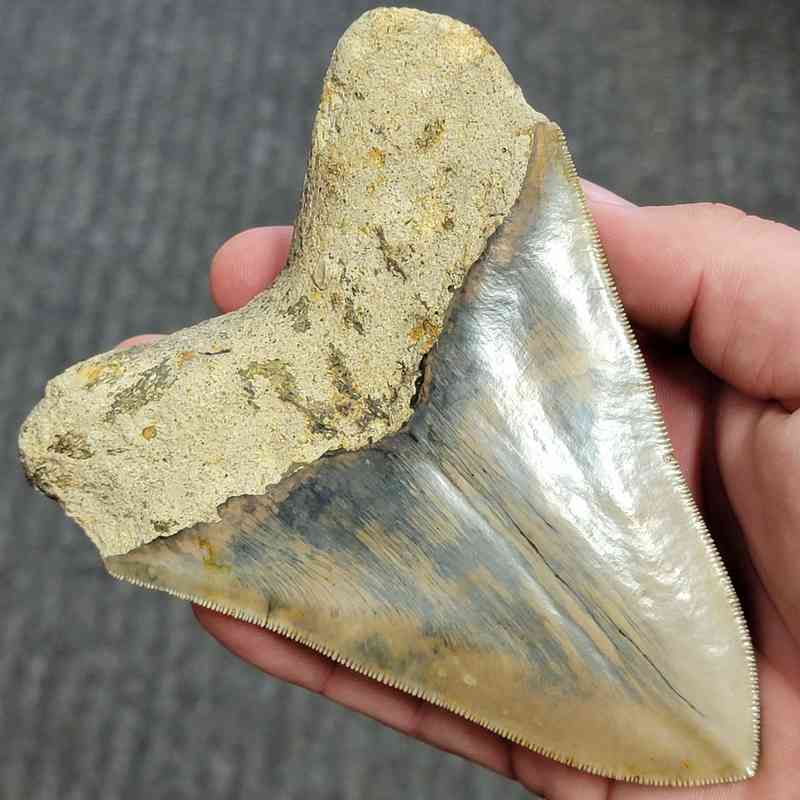 Fossil Indonesian Megalodon Teeth-INDO7 - Image 3
