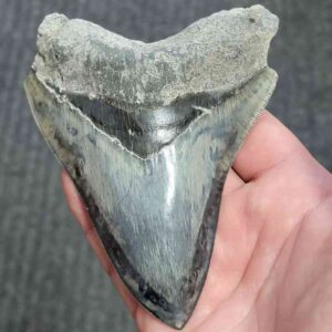 Fossil Indonesian Megalodon Teeth-INDO8