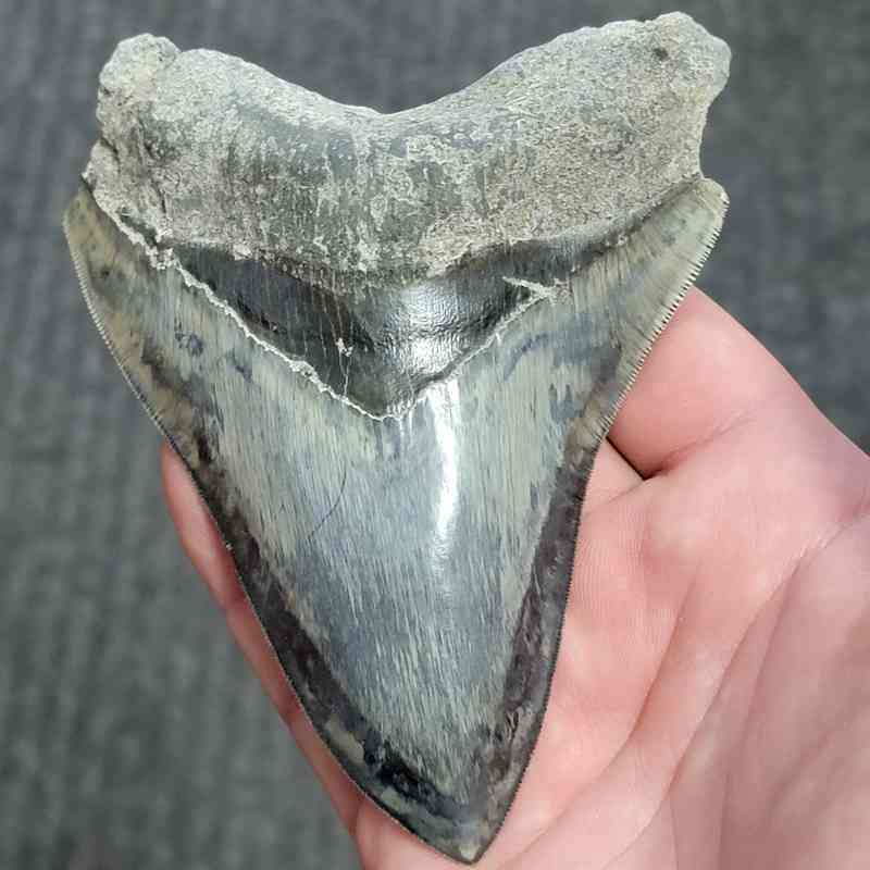 Fossil Indonesian Megalodon Teeth-INDO8