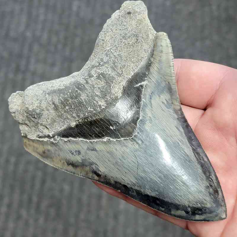 Fossil Indonesian Megalodon Teeth-INDO8 - Image 2