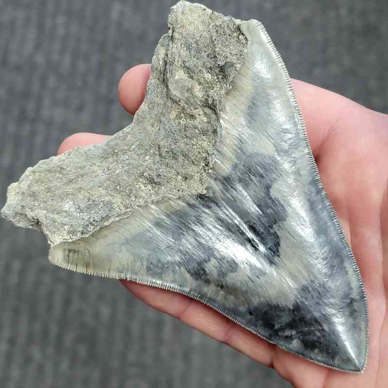 Fossil Indonesian Megalodon Teeth-INDO8 - Image 3