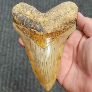 Fossil Indonesian Megalodon Teeth-INDO9